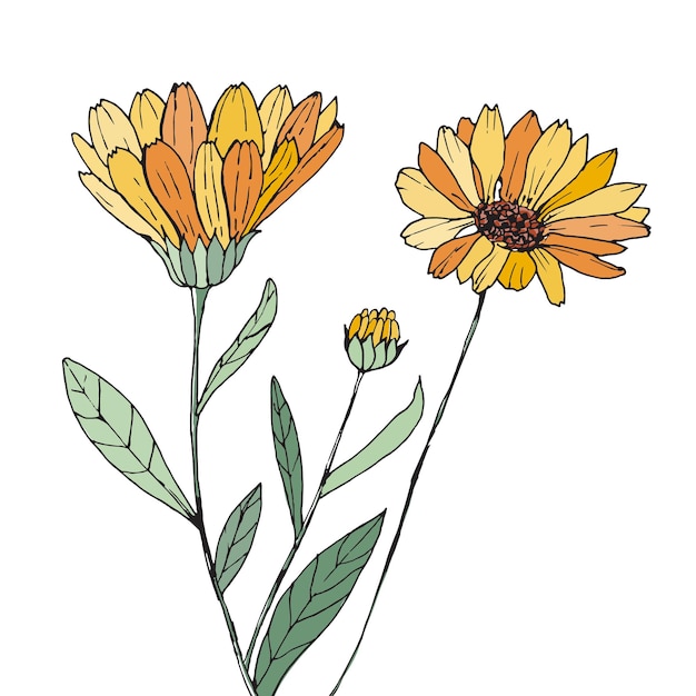 Vector flores amarillas sobre un fondo blanco flores de caléndula dibujadas a manovector ilustración línea arte
