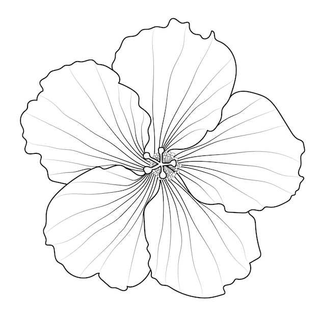 Vector flores de anémona monocromática vectorial aisladas sobre fondo blanco