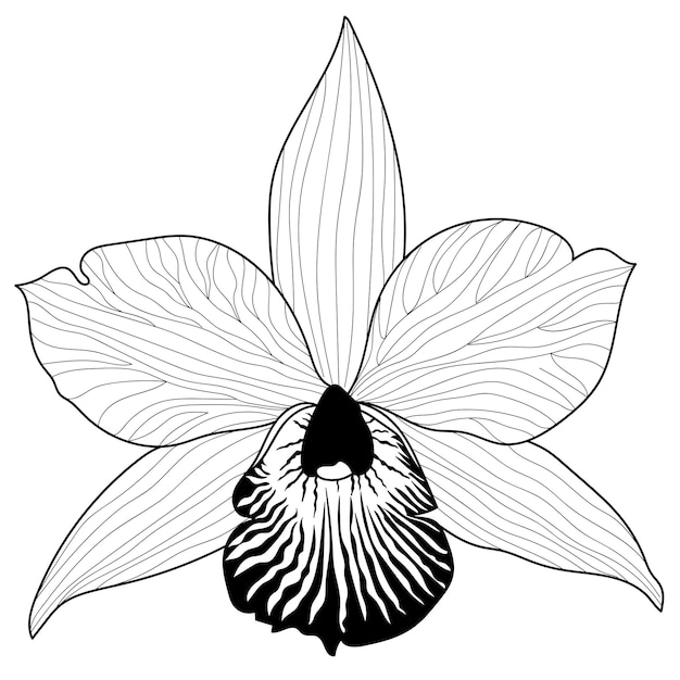 Flores de anémona monocromática vectorial aisladas sobre fondo blanco