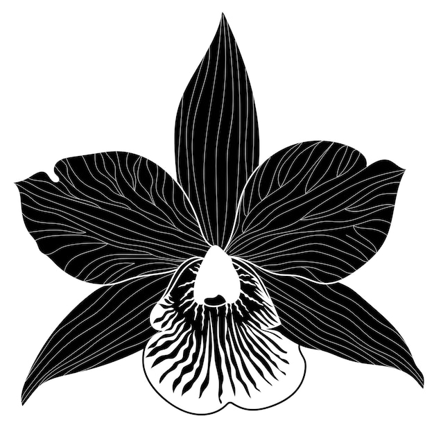 Vector flores de anémona monocromática vectorial aisladas sobre fondo blanco