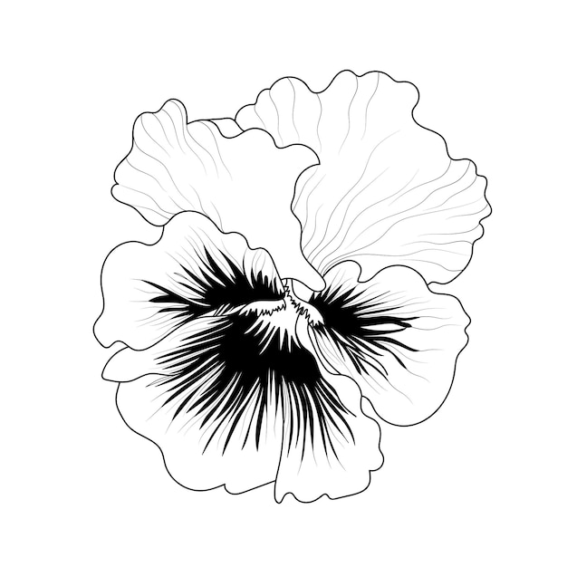 Flores de anémona monocromática vectorial aisladas sobre fondo blanco