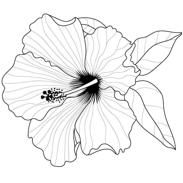 Vector flores de anémona monocromática vectorial aisladas sobre fondo blanco