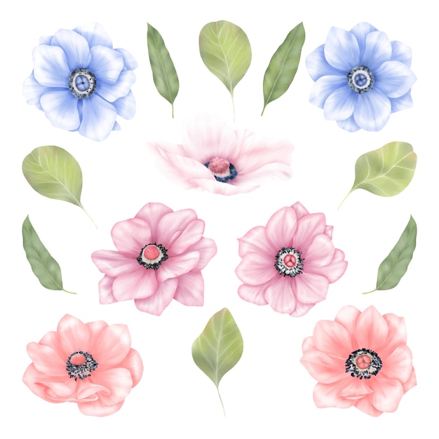 Vector flores de anémona de verano en hojas azules y rosas y verdes