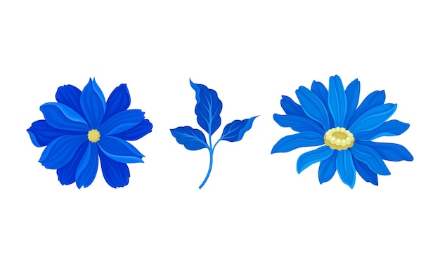 Flores azules con pétalos exuberantes y un conjunto de vectores de tallo