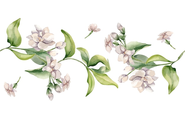 Flores blancas de jazmín en acuarela con borde sin costuras aisladas Flor rosa gardenia de estilo botánico dibujada a mano Flores de brotes de jazmín follaje textura repetida para diseño paquete textil boda