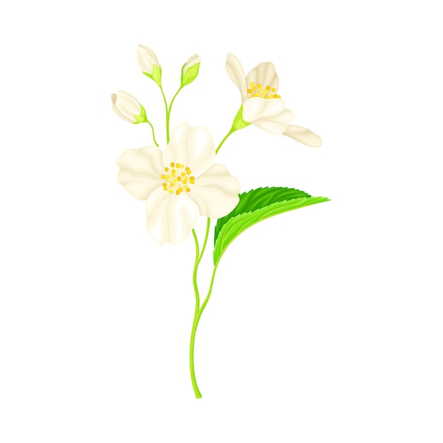 Flores blancas perfumadas de la rama de la especie de planta de jazmín con hojas pinnadas Ilustración vectorial de primer plano