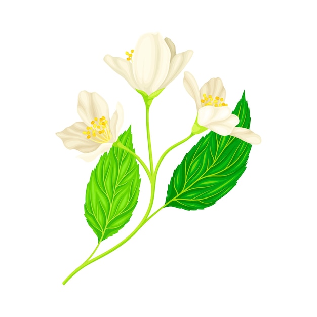 Flores blancas perfumadas de la rama de la especie de planta de jazmín con hojas pinnadas Ilustración vectorial de primer plano