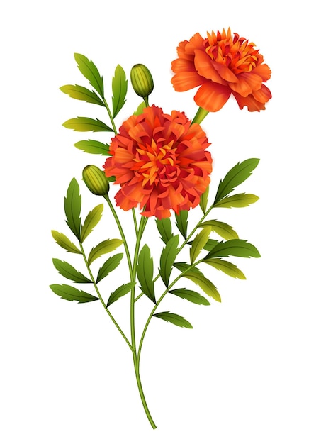 Flores de caléndula aisladas sobre un fondo blanco