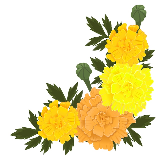 Vector flores de caléndula de color amarillo y naranja aisladas sobre fondo blanco.