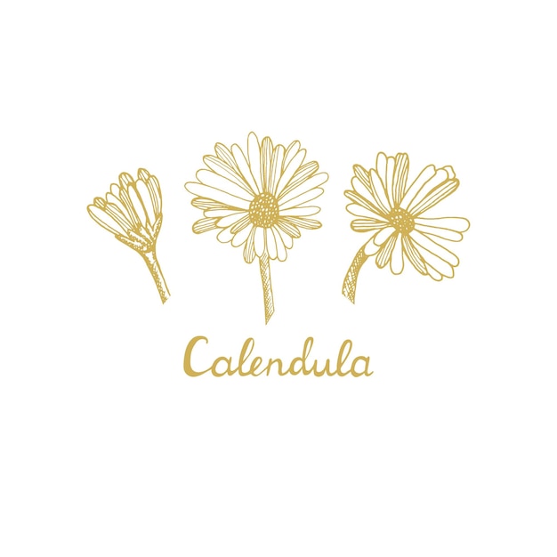 Flores de caléndula Un conjunto de hierbas medicinales