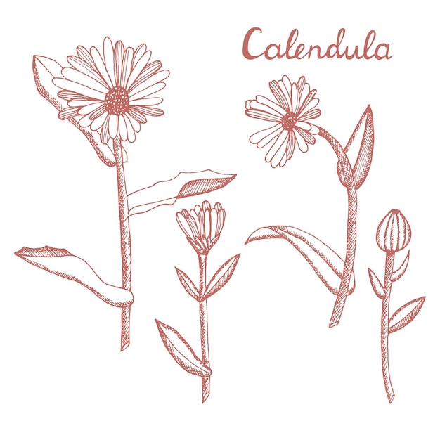 Flores de caléndula Un conjunto de hierbas medicinales