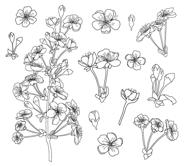 Flores de cerezo en blanco y negro para colorear vector de página de libro