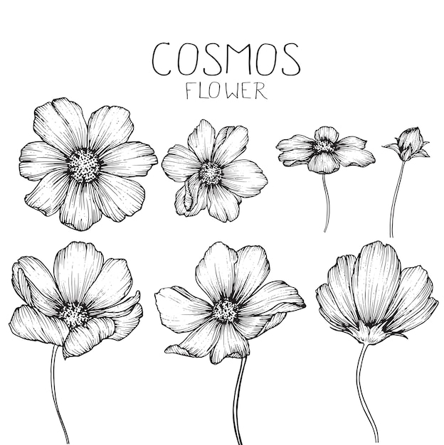 Flores de cosmos y dibujos de hojas