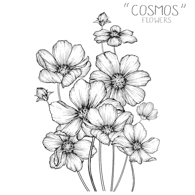 Flores de cosmos y dibujos de hojas