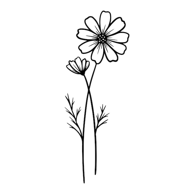 Flores de cosmos sobre fondo blanco ilustración dibujada a mano de una flor de cosmos de verano dibujo