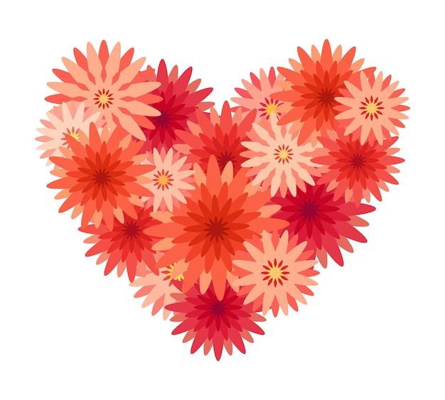 Flores de crisantemo rojo en forma de corazón aislado sobre fondo blanco.
