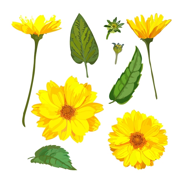 Vector flores de crisantemos conjunto floral vectorial con p amarillo aislado