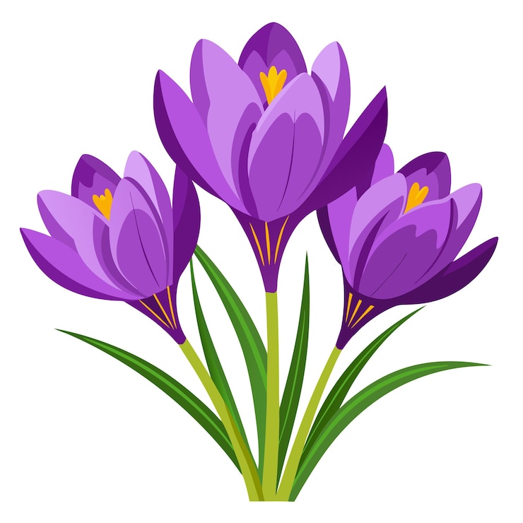 Vector flores de crocus púrpura clipart ilustración vectorial al estilo de dibujos animados