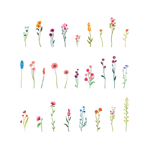 Flores delicadas y tallos grandes conjuntos de elementos botánicos flores silvestres hierbas con jardín de colección de follaje