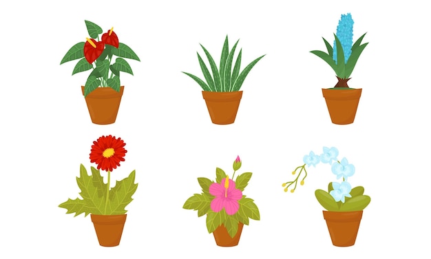 Vector flores detalladas que crecen en maceta plantas para el hogar conjunto vectorial plantas para conceptos de interiores