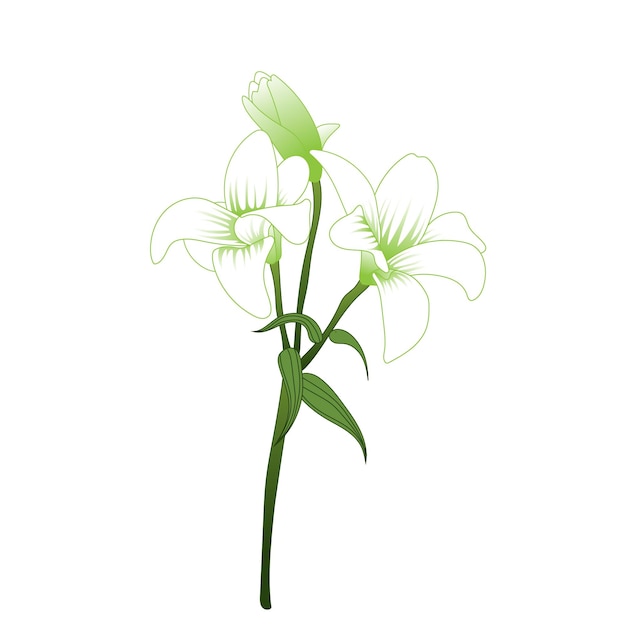 Flores para el Día de la Madre Ilustración de la flor de lirio con fondo blanco