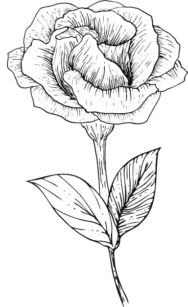 Flores de dibujo Conjunto de colección de vectores de flor de lisianthus a mano dibujando sobre fondos blancos