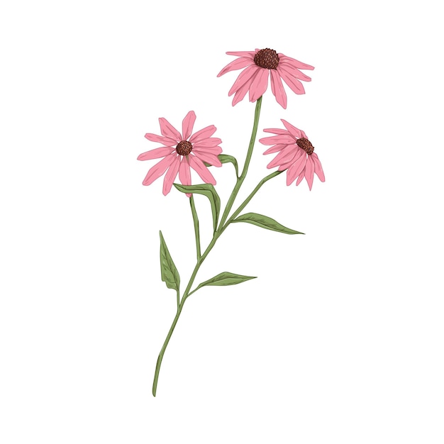 Flores de equinácea. Dibujo botánico de equináceas moradas. Planta floral de campo salvaje. Hierba medicinal con capullos florecidos. Ilustración vectorial realista dibujada de flores silvestres aisladas sobre fondo blanco