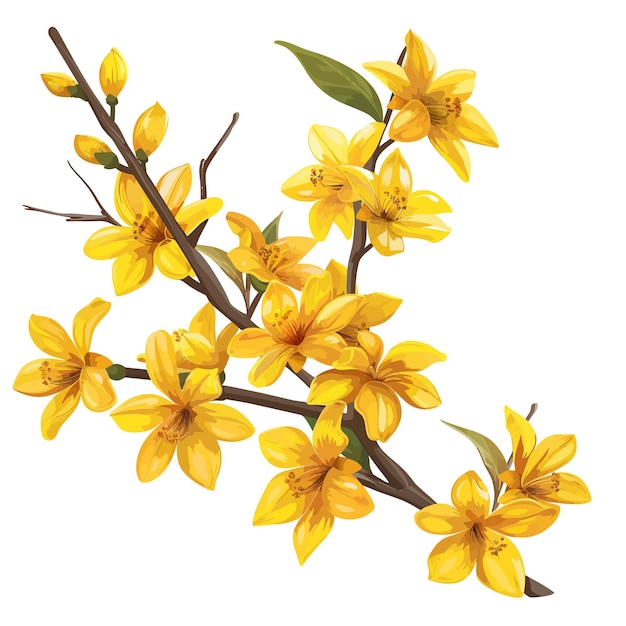 Vector flores de la especie forsythia