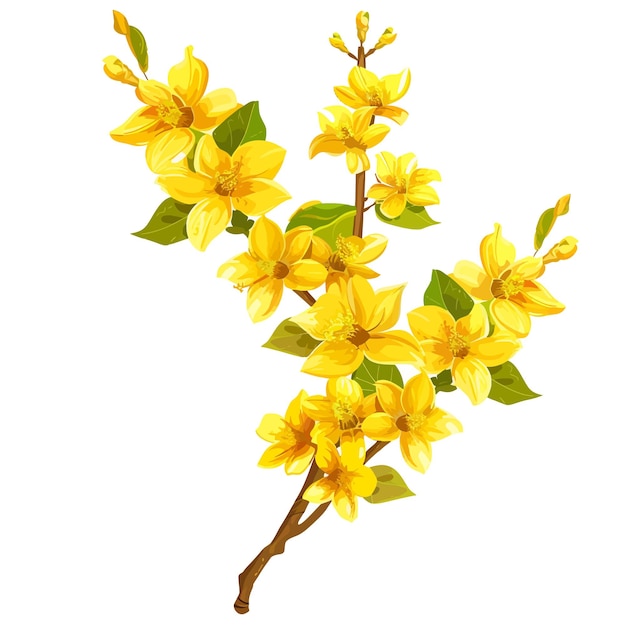 Vector flores de la especie forsythia