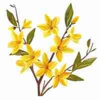 Vector flores de la especie forsythia