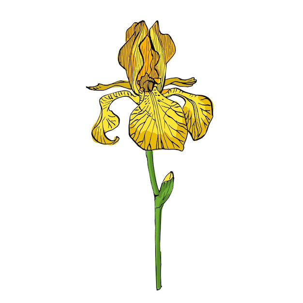 Flores estéticas Iris aisladas sobre un fondo blanco