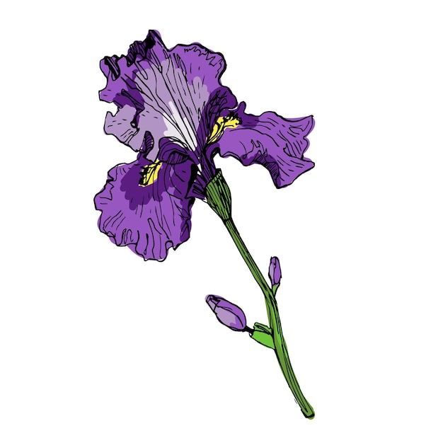 Flores estéticas Iris aisladas sobre un fondo blanco