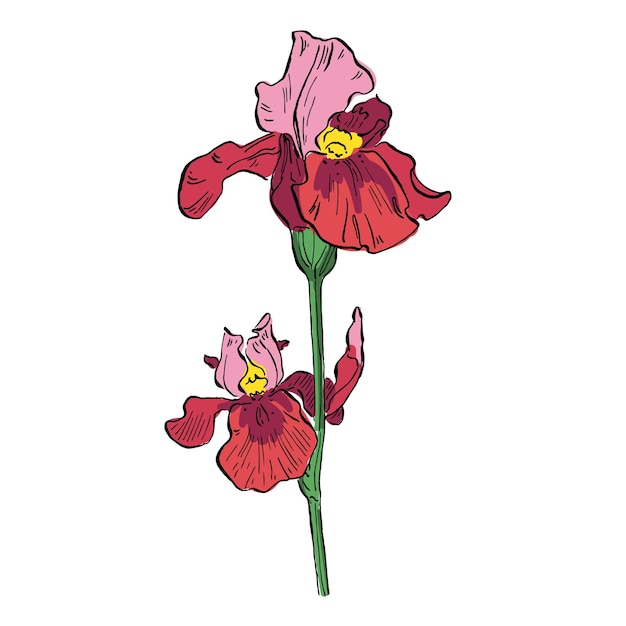 Flores estéticas Iris aisladas sobre un fondo blanco