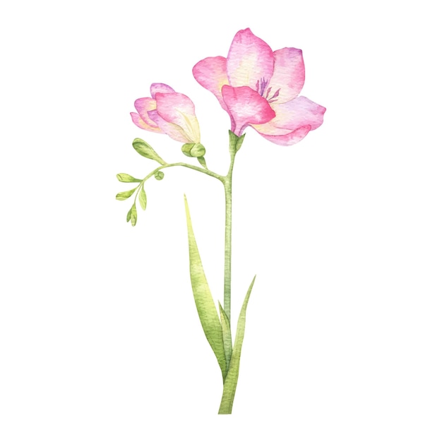 Flores de freesia rosada brotes y hojas flores de jardín ilustración de acuarela vectorial aislada