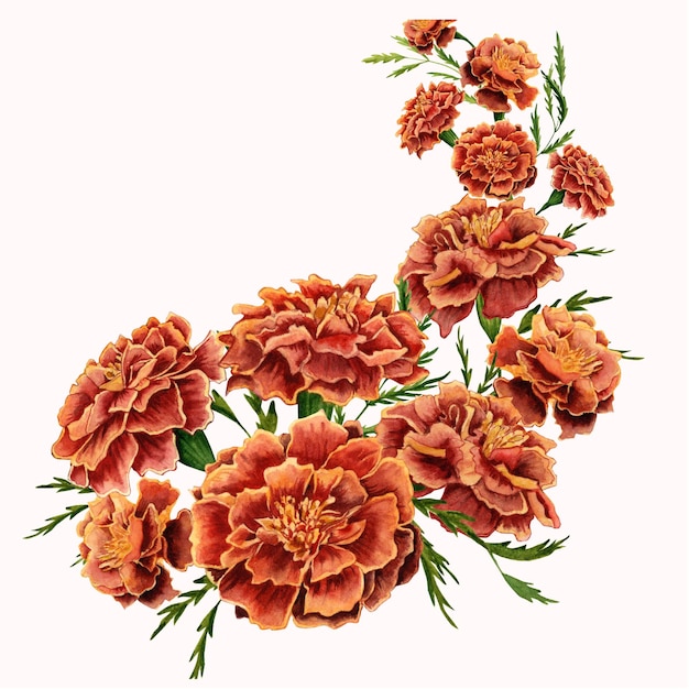 flores frescas de caléndula aisladas sobre un fondo blanco