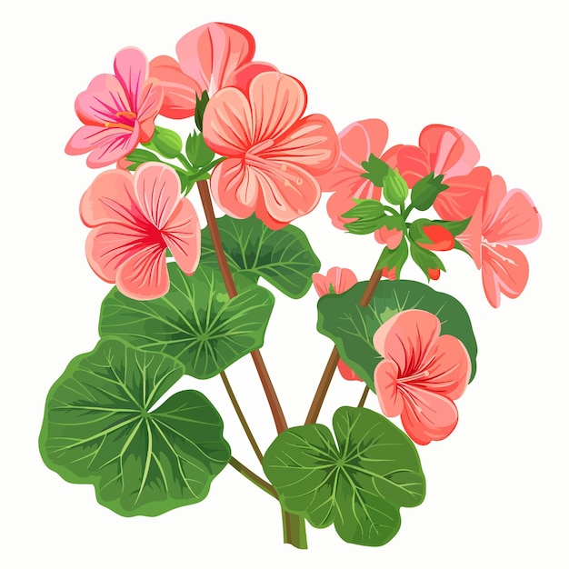 Vector flores de geranio