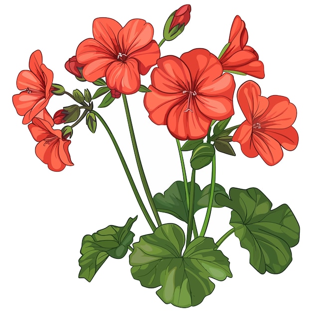 Vector flores de geranio