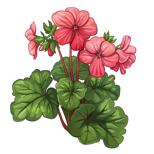 Vector flores de geranio