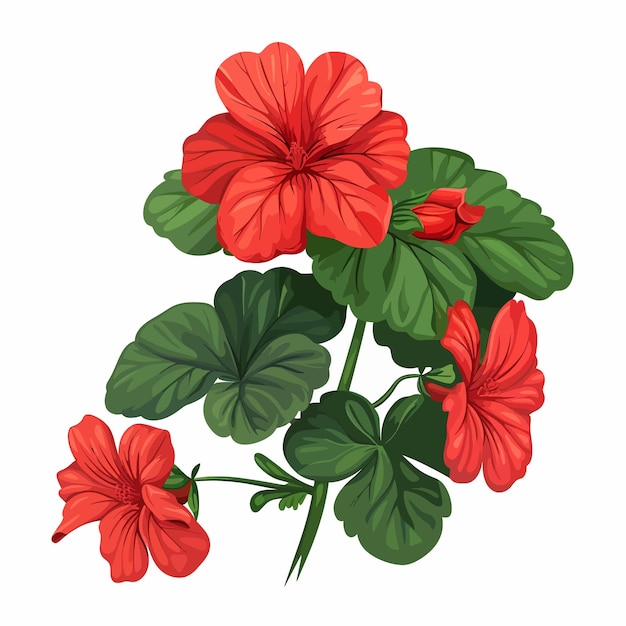 Vector flores de geranio