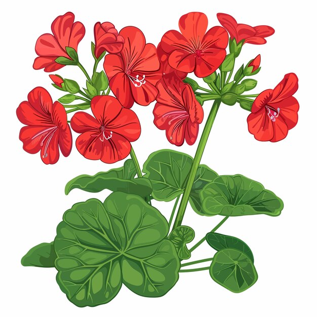 Vector flores de geranio