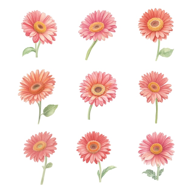 Vector flores de gerbera acuarela aisladas sobre fondo blanco ilustración de vector dibujado a mano