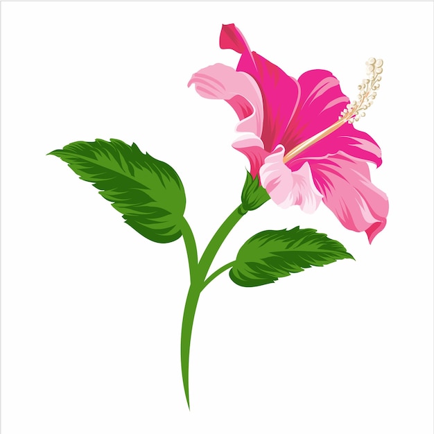 flores de hibisco rosadas realistas y hojas verdes aisladas fondo blanco