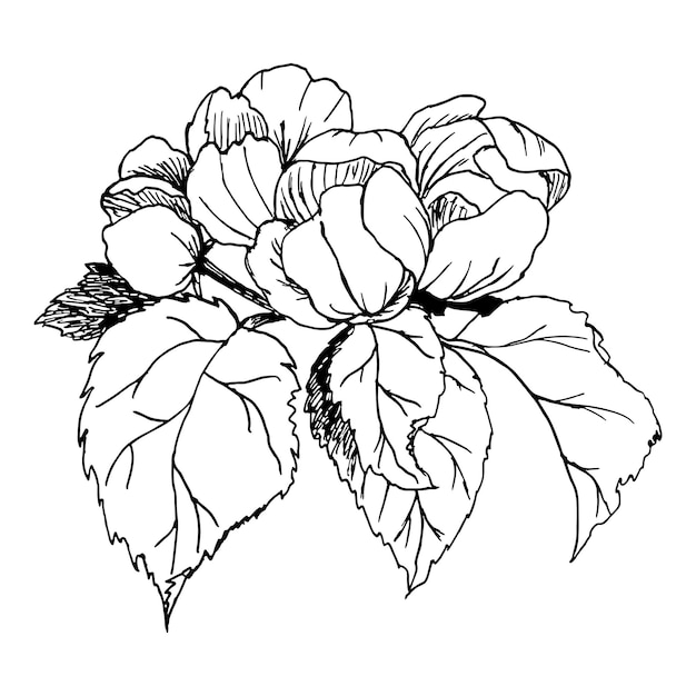 Flores, hojas y capullos de un manzano Ilustración botánica vectorial aislada en fondo blanco Las plantas están dibujadas a mano Dibujo de tinta realista Diseño natural en estilo vintage