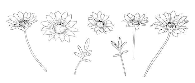 Con flores y hojas de manzanilla en blanco y negro. Colección con elementos florales de diseño lineal.