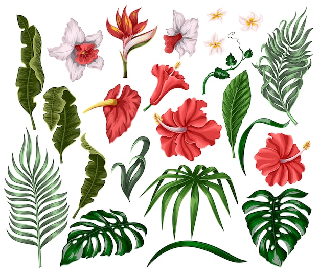 Flores y hojas tropicales