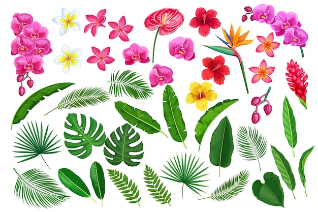 Vector flores y hojas tropicales