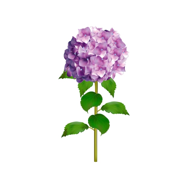 Flores de Hortensia aisladas sobre fondo blanco Ilustración de vector botánico Composición floral para tarjetas de felicitación de invitación de boda