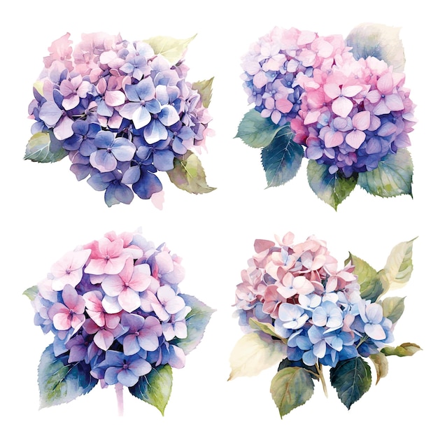 Vector flores de hortensia en conjunto acuarela ilustración botánica