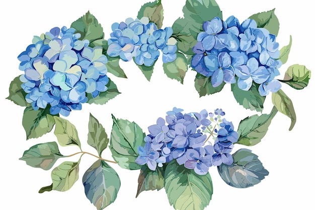 flores de hortensia conjunto de acuarela marco etiqueta de tarjeta de borde por separado en un fondo blanco floración