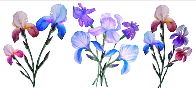 Vector flores de iris florecientes en ramos ilustración acuarela botánica